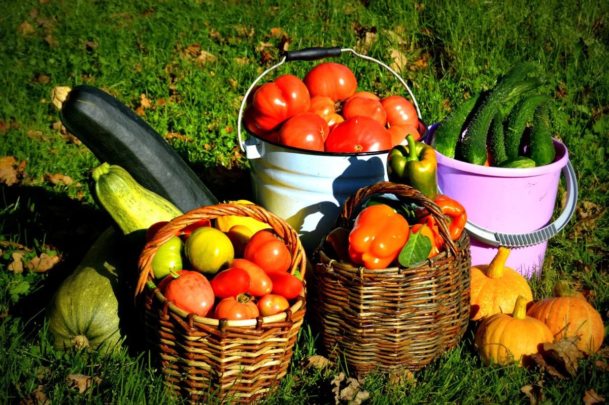 Harvesting and Storing Crops: Tips for Proper Processing of Fruits and Vegetables