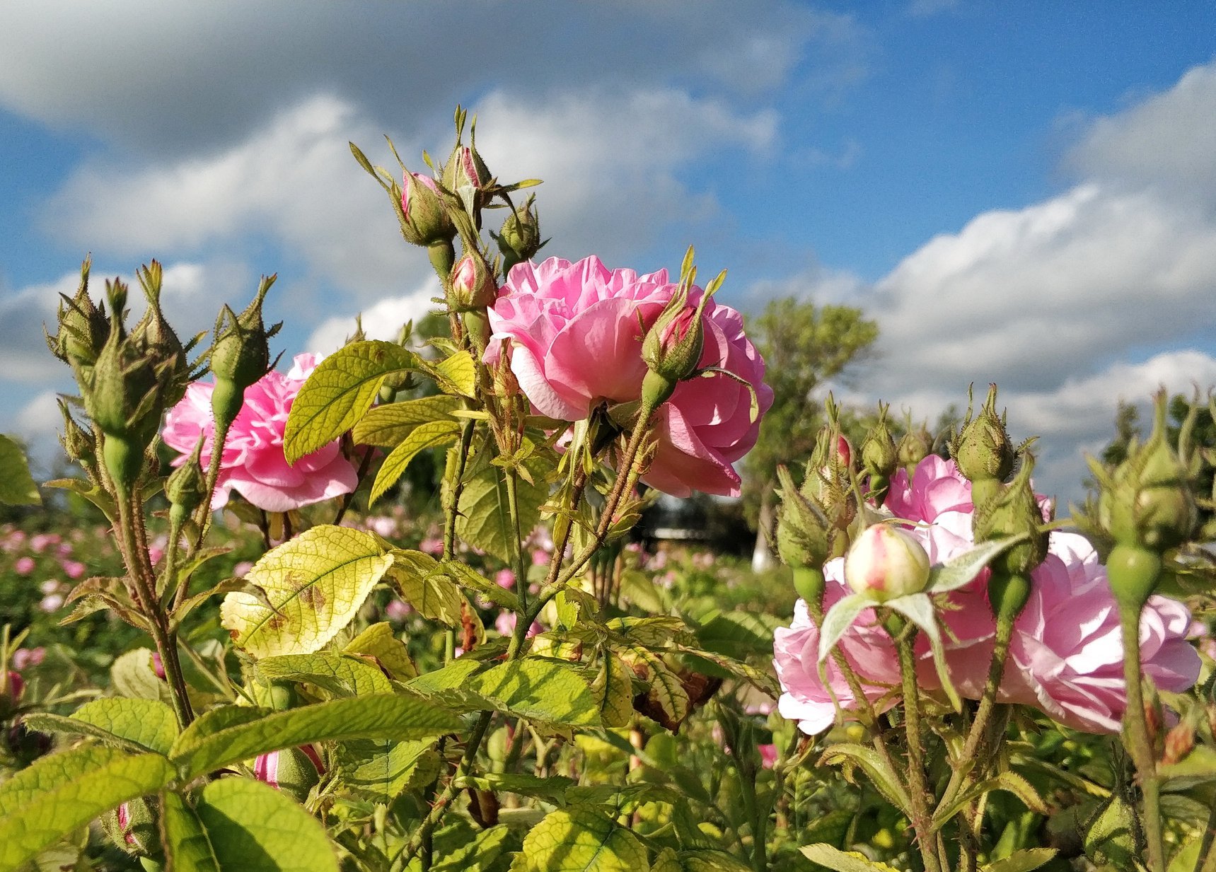 Breeding Roses: Secrets of Care and Propagation of this Popular Flowering Plant